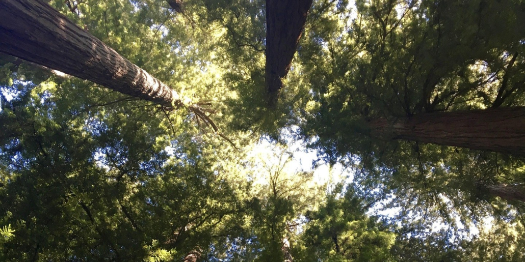 Bomen-redwood-trees-1980970_1920