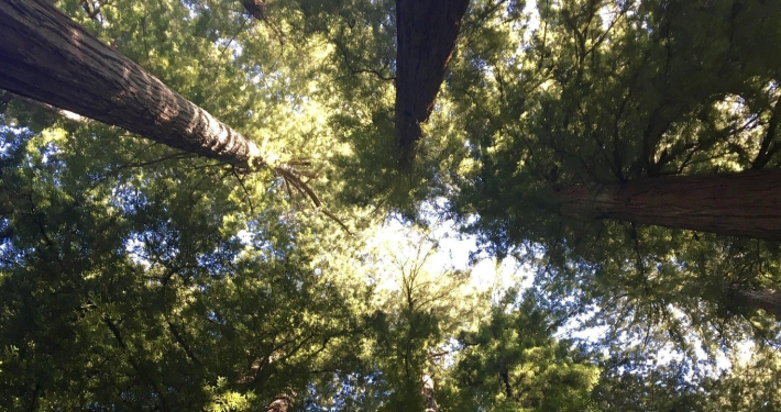 Bomen-redwood-trees-1980970_1920