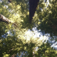 Bomen-redwood-trees-1980970_1920